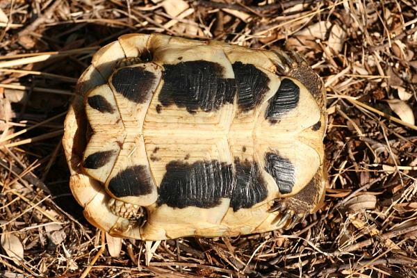 Testudo hermanni