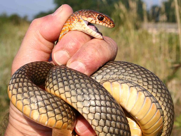 Dolichophis caspius