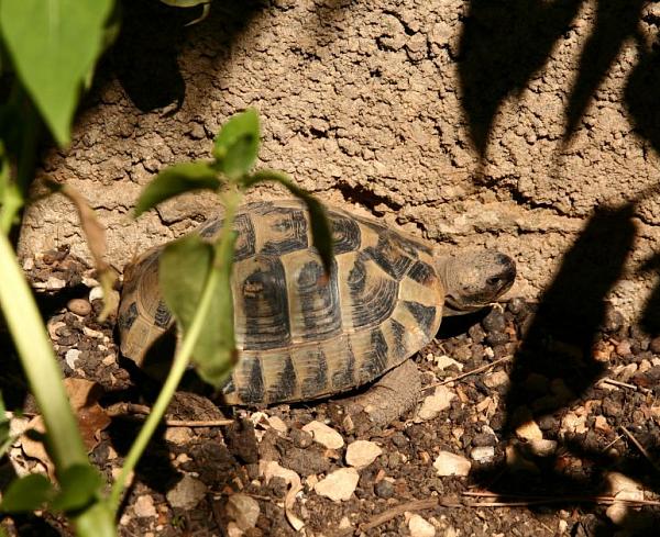 Testudo hermanni