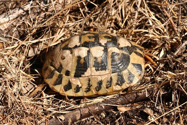 Testudo hermanni