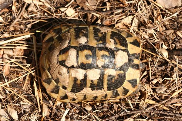 Testudo hermanni