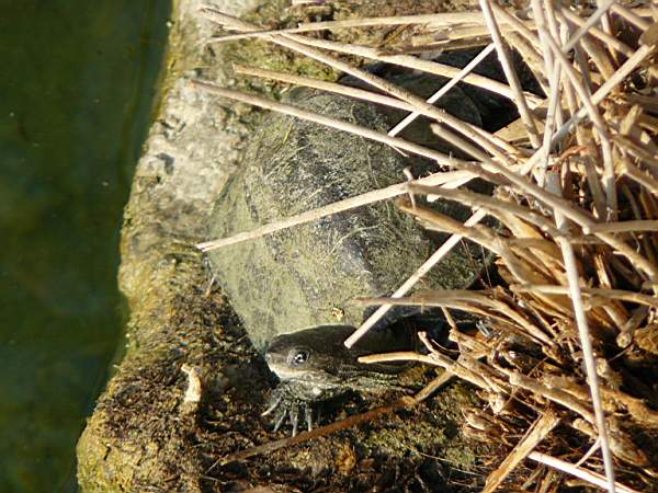 Mauremys rivulata