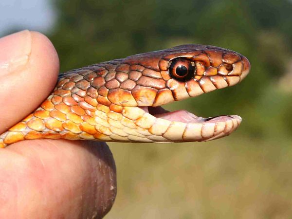 Dolichophis caspius