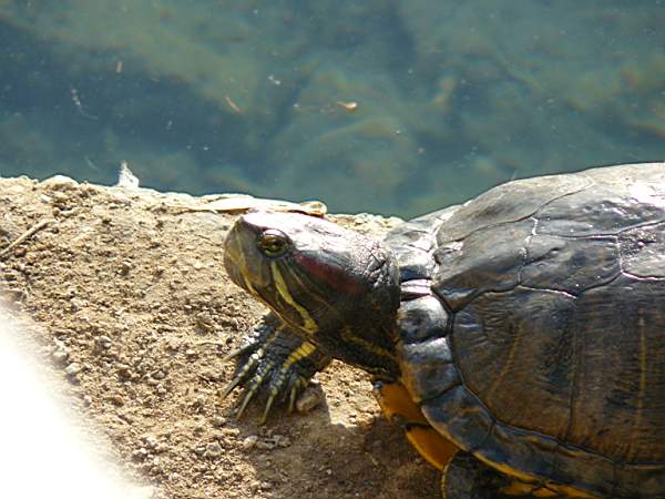 Trachemys scripta