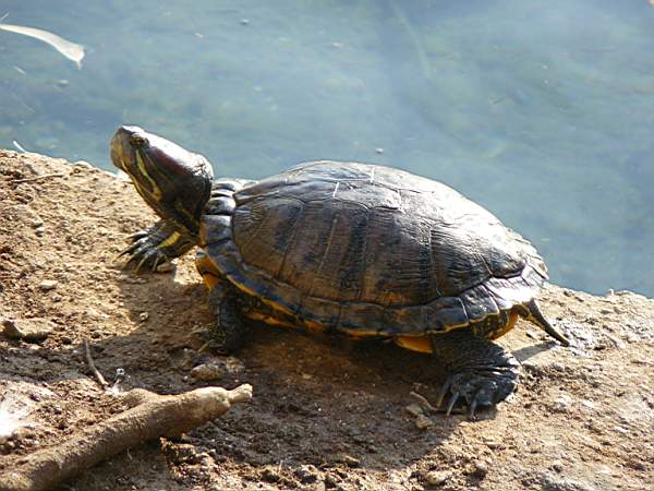 Trachemys scripta