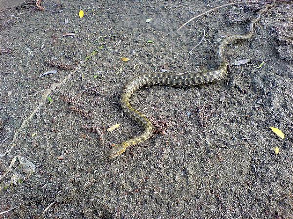 Natrix tessellata