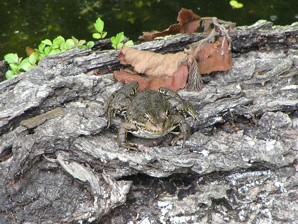 Pelophylax ridibundus