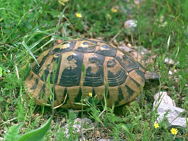 Testudo hermanni