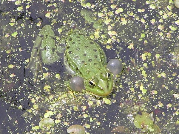 Pelophylax ridibundus