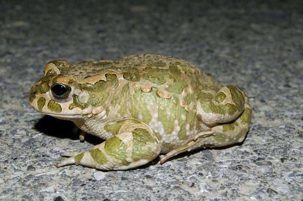 Pseudepidalea viridis