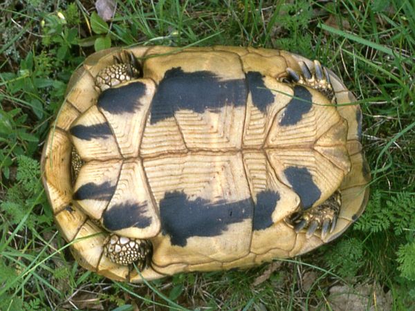 Testudo hermanni