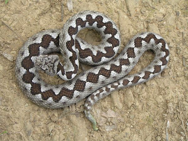 Vipera ammodytes