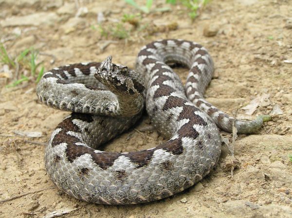 Vipera ammodytes