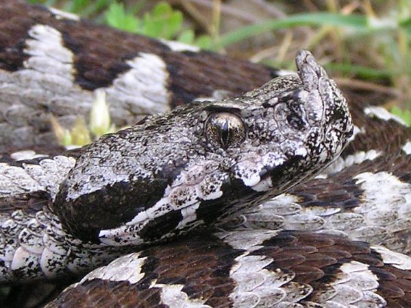 Vipera ammodytes