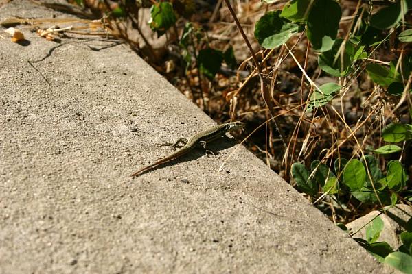 Podarcis muralis