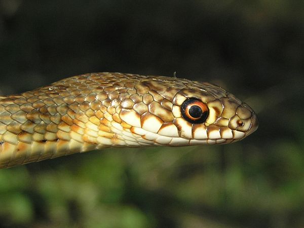 Dolichophis caspius