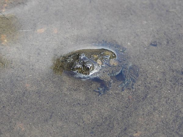 Bombina variegata
