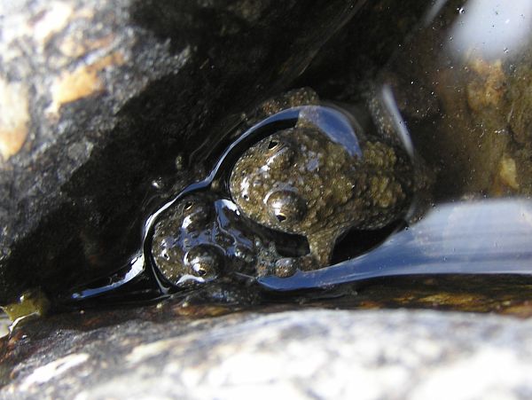 Bombina variegata