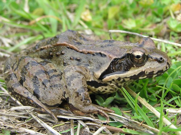 Rana temporaria