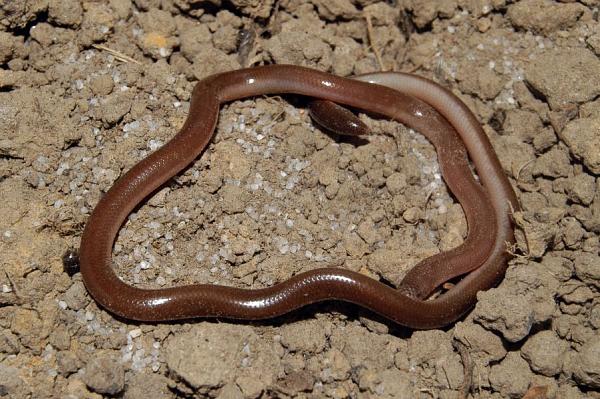 Typhlops vermicularis