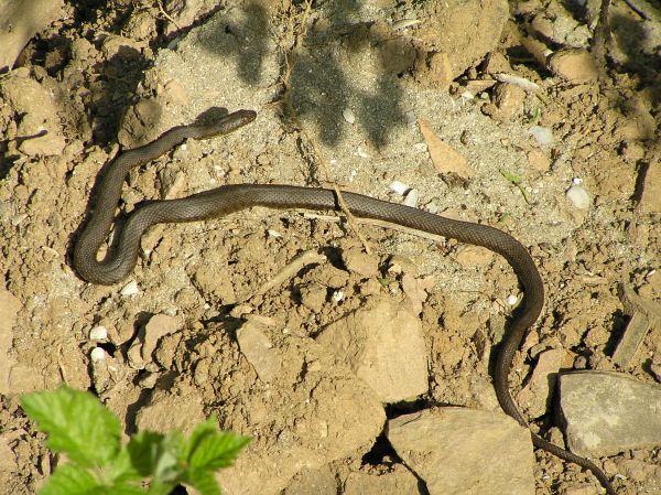 Natrix tessellata