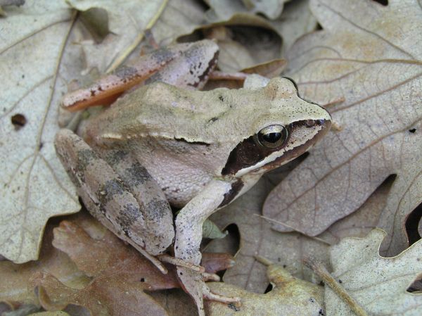 Rana dalmatina