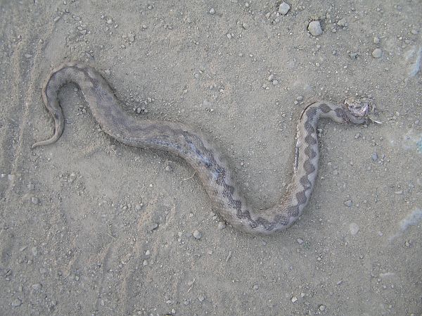 Vipera ammodytes