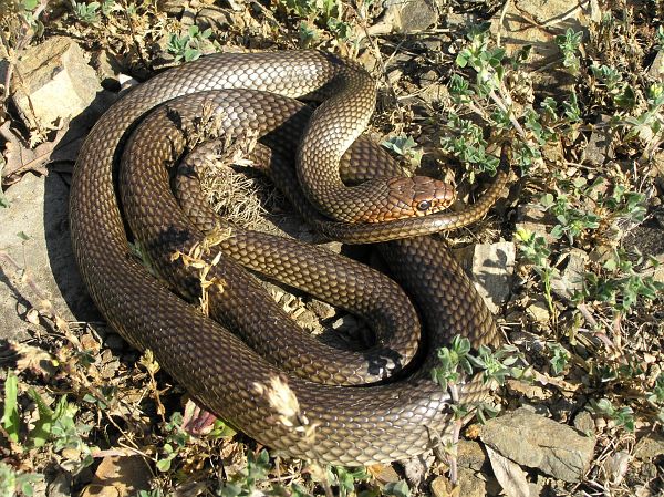 Dolichophis caspius