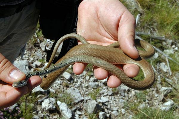 Platyceps najadum