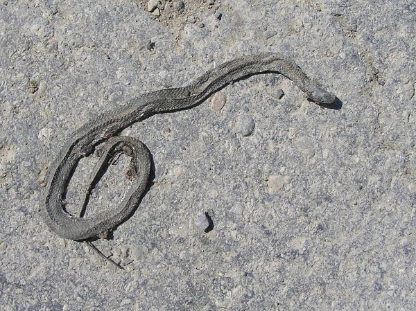 Natrix tessellata