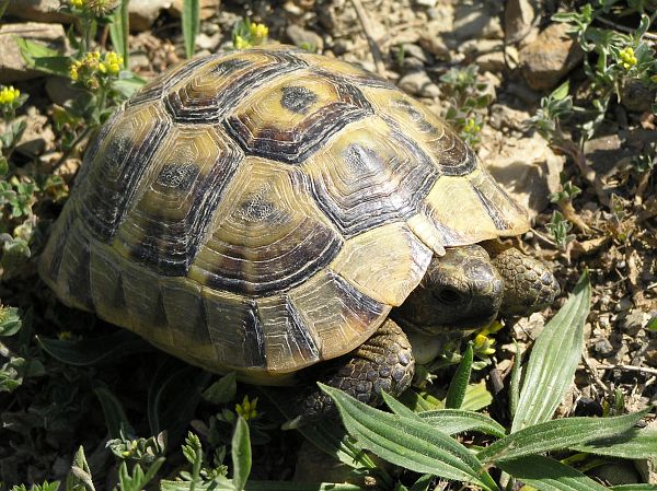 Testudo graeca