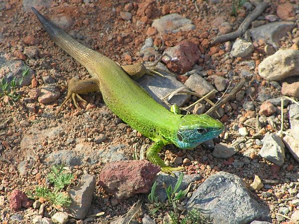 Lacerta viridis