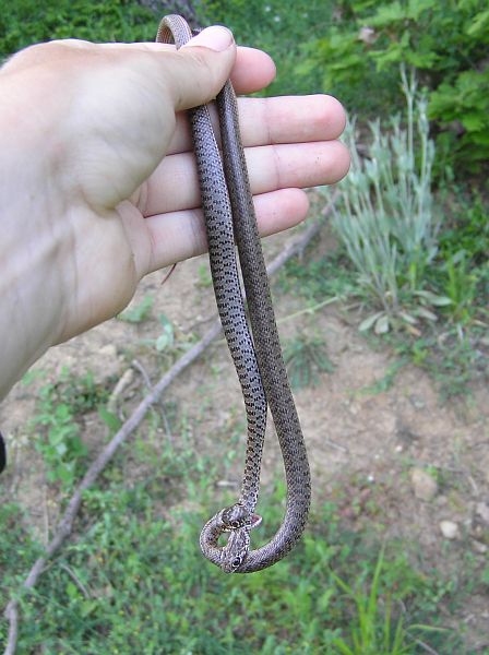 Dolichophis caspius