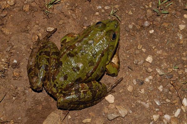 Pelophylax ridibundus