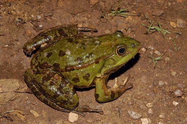 Pelophylax ridibundus