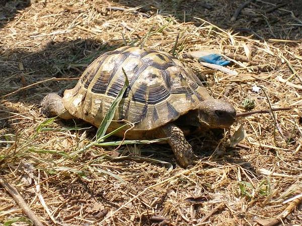 Testudo hermanni