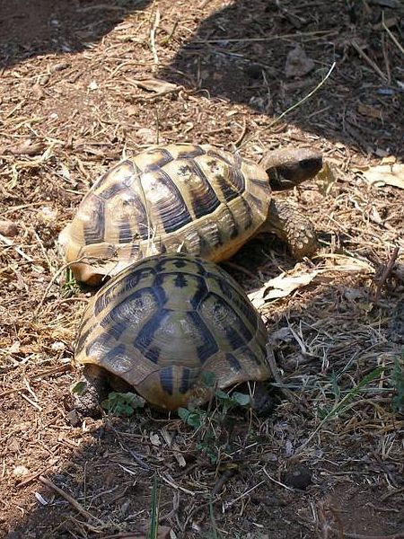 Testudo hermanni