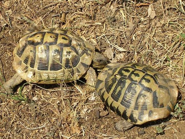 Testudo hermanni