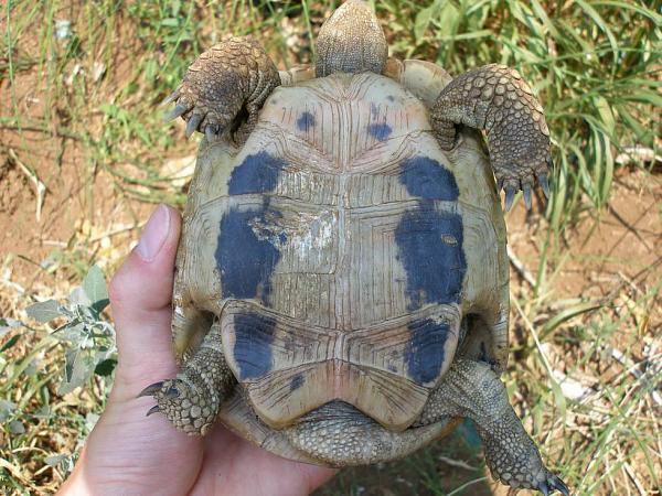 Testudo hermanni