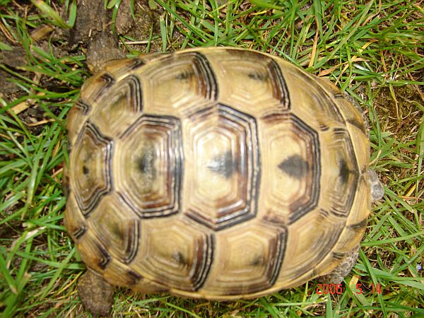 Testudo graeca