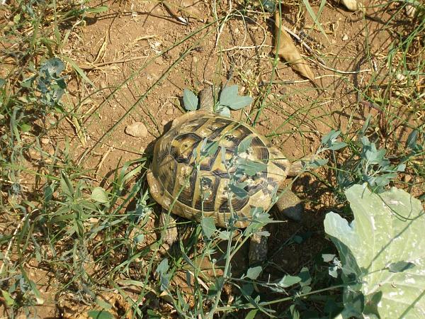 Testudo hermanni