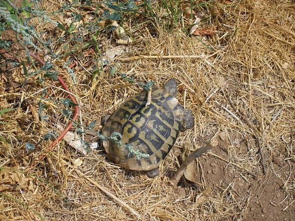 Testudo hermanni