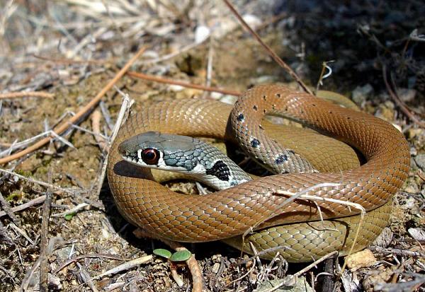 Platyceps najadum