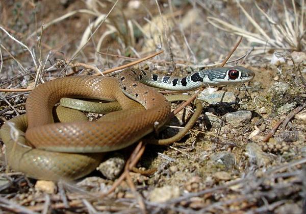 Platyceps najadum