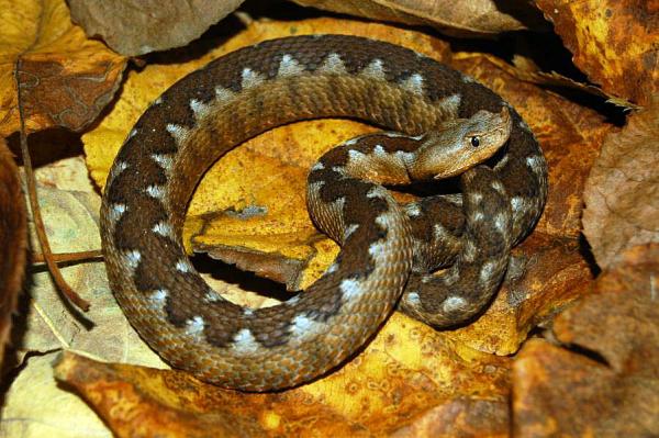 Vipera ammodytes