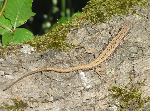 Podarcis muralis