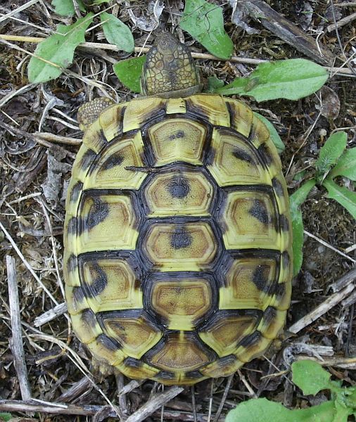 Testudo hermanni