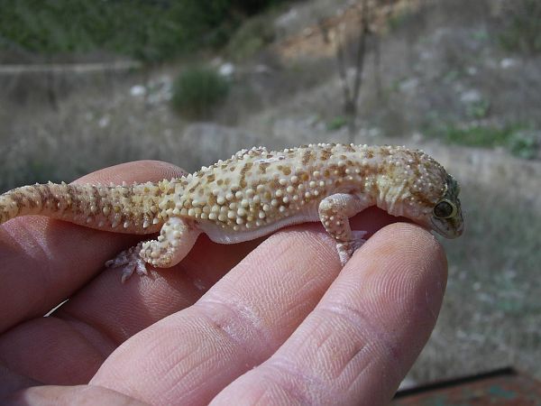 Hemidactylus turcicus