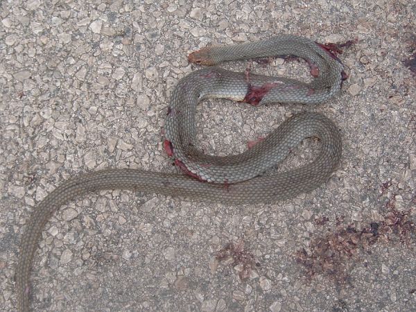 Dolichophis caspius