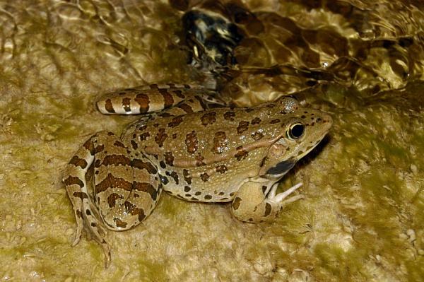 Pelophylax ridibundus